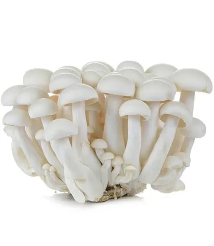 White Shimeji Mushroom, 白玉菇 150g