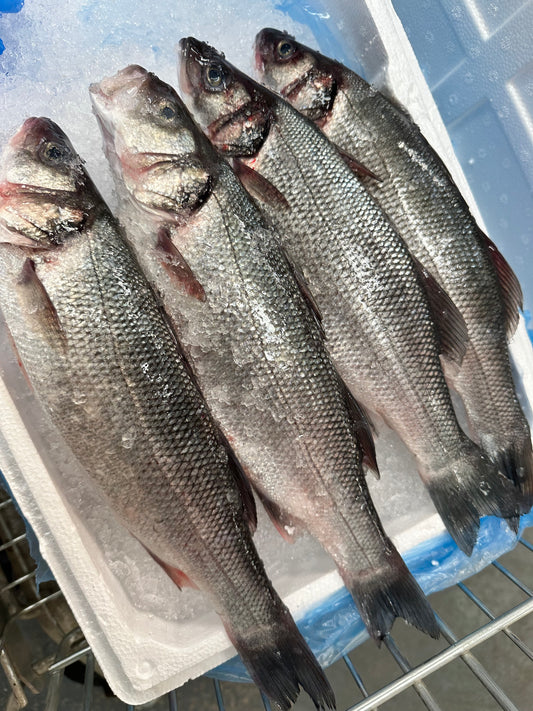 2 x Seabass 新鮮鱸魚 2條