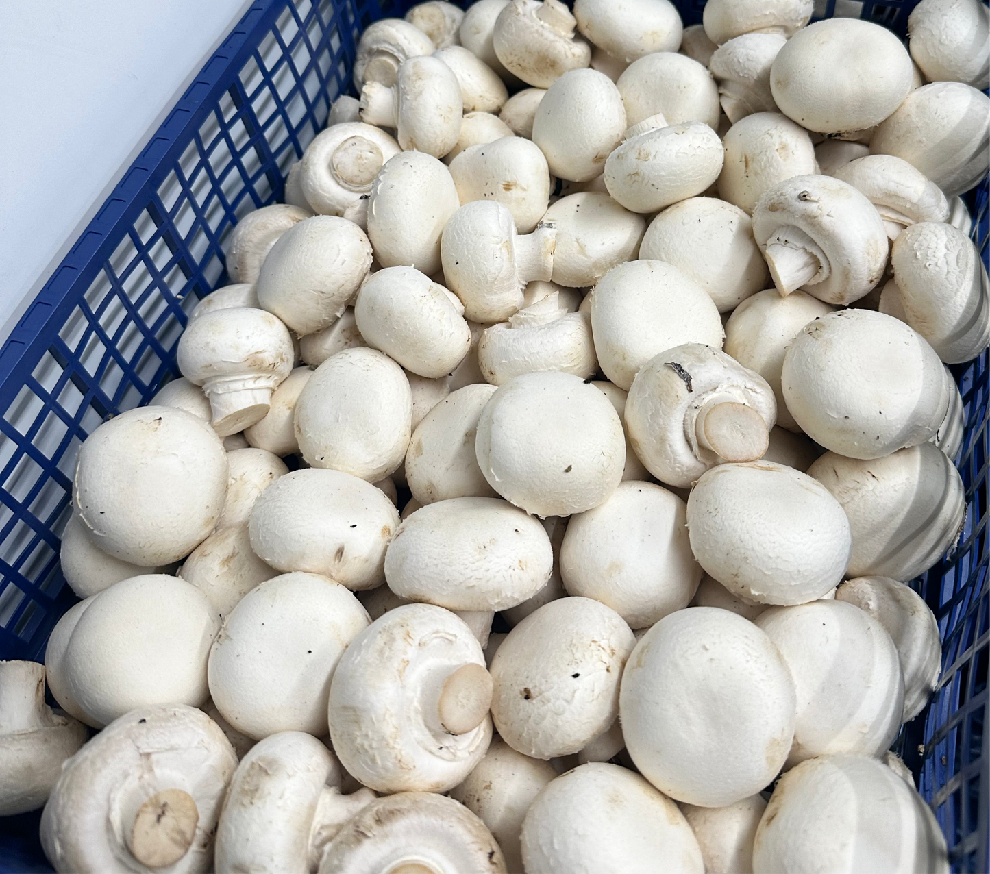 Mushroom 500g 磨菇